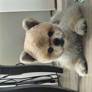 강아지 고양이 분양
