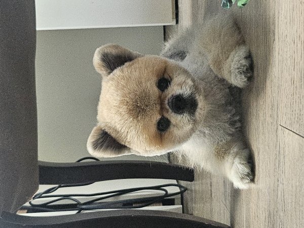 반려동물 강아지 고양이 분양