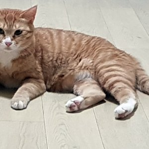 고양이 실종 코리아쇼트헤어 울산광역시 중구