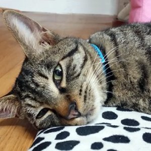 고양이 실종 코리아쇼트헤어 서울특별시 광진구