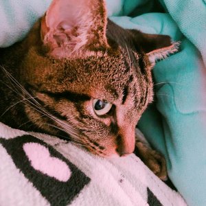 고양이 실종 코리아쇼트헤어 서울특별시 관악구