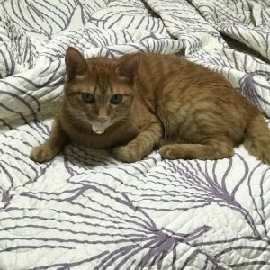 고양이 실종 코리아쇼트헤어 충청남도 서산시