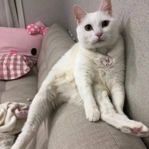 고양이 실종 터키시앙고라 경기도 안산시 상록구