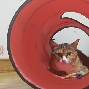 고양이 실종 코리아쇼트헤어 부산광역시 해운대구
