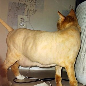 고양이 실종 코리아쇼트헤어 인천광역시 서구