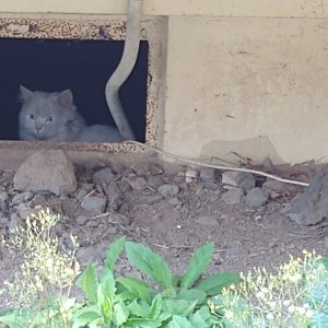 고양이 실종 터키시앙고라 제주특별자치도 제주시