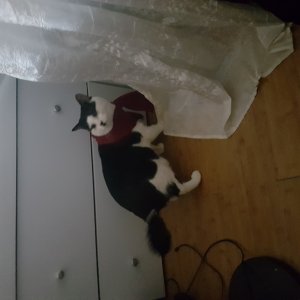 고양이 실종 코리아쇼트헤어 강원도 춘천시