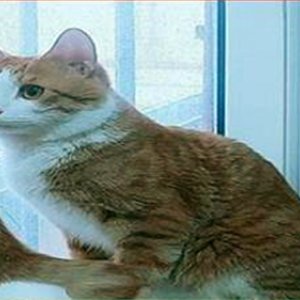 고양이 실종 코리아쇼트헤어 울산광역시 동구