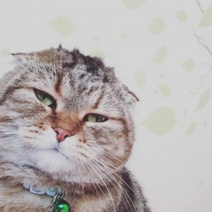 고양이 실종 스코티시폴드 부산광역시 북구