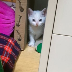 고양이 실종 페르시안 충청남도 서천군