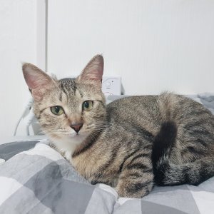 고양이 실종 코리아쇼트헤어 광주광역시 북구