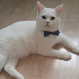 고양이 실종 터키시앙고라 광주광역시 북구