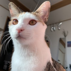 고양이 실종 코리아쇼트헤어 경기도 광주시