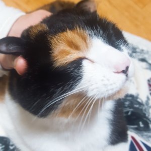 고양이 실종 코리아쇼트헤어 경기도 수원시 권선구