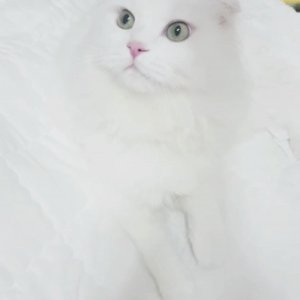 고양이 실종 스코티시폴드롱헤어 서울특별시 중랑구