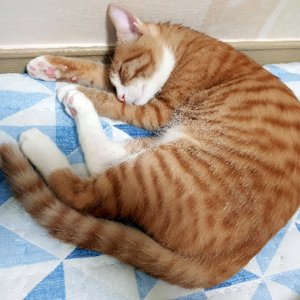 고양이 실종 코리아쇼트헤어 서울특별시 강서구