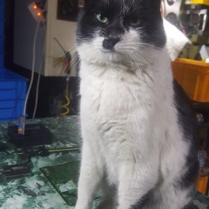 고양이 실종 코리아쇼트헤어 경기도 화성시