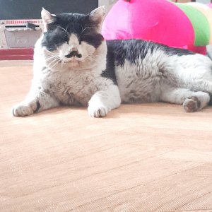 고양이 실종 코리아쇼트헤어 인천광역시 미추홀구
