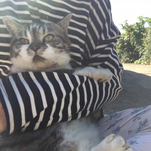 고양이 실종 스코티시폴드 경상북도 문경시