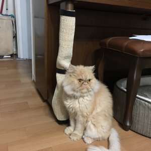 고양이 실종 페르시안 경기도 부천시 소사구