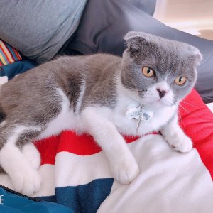 고양이 실종 스코티시폴드 경기도 평택시