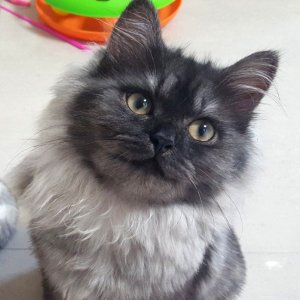 고양이 실종 페르시안 서울특별시 강남구