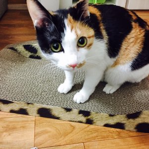 고양이 실종 코리아쇼트헤어 경기도 의정부시