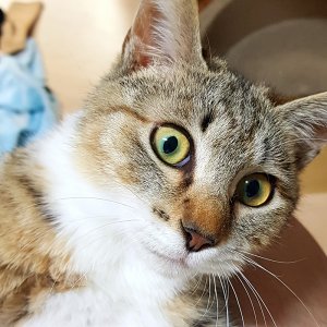 고양이 실종 코리아쇼트헤어 제주특별자치도 제주시