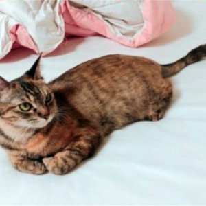 고양이 실종 코리아쇼트헤어 서울특별시 관악구