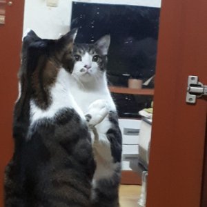 고양이 실종 코리아쇼트헤어 경기도 안산시 상록구
