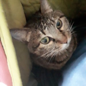 고양이 실종 코리아쇼트헤어 경기도 안산시 상록구
