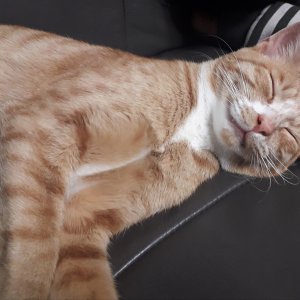 고양이 실종 코리아쇼트헤어 경상남도 양산시