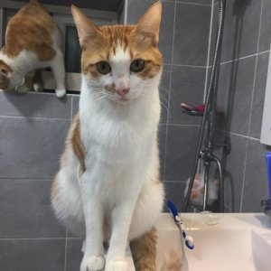 고양이 실종 코리아쇼트헤어 인천광역시 계양구