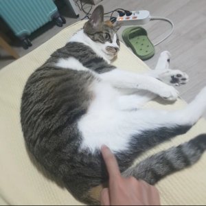 고양이 실종 코리아쇼트헤어 대구광역시 수성구