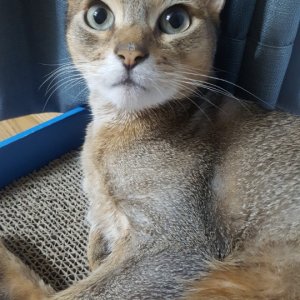 고양이 실종 아비시니안 경상북도 영주시