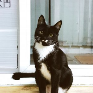 고양이 실종 코리아쇼트헤어 경기도 고양시 일산서구