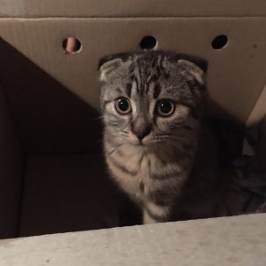 고양이 실종 스코티시폴드 경기도 남양주시