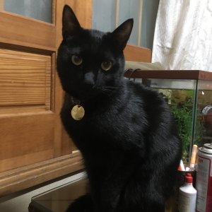 고양이 실종 코리아쇼트헤어 경상남도 창원시 성산구