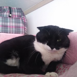 고양이 실종 코리아쇼트헤어 경기도 평택시