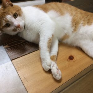 고양이 실종 코리아쇼트헤어 경상북도 영천시