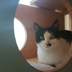 고양이 실종 코리아쇼트헤어 경상남도 양산시