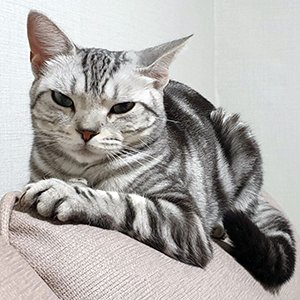 고양이 실종 아메리칸쇼트헤어 대구광역시 달서구