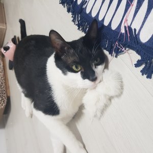 고양이 실종 코리아쇼트헤어 경기도 안산시 단원구