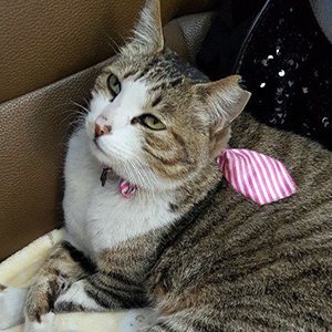 고양이 실종 코리아쇼트헤어 인천광역시 미추홀구