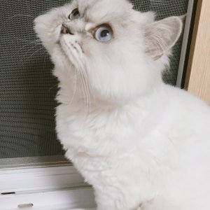 고양이 실종 히말라얀 경기도 고양시 일산서구