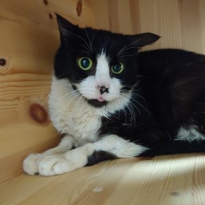 고양이 실종 코리아쇼트헤어 서울특별시 강서구