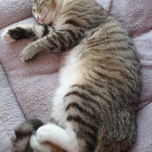 고양이 실종 코리아쇼트헤어 경기도 안산시 단원구