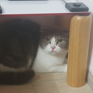 고양이 실종 스코티시폴드 서울특별시 성북구