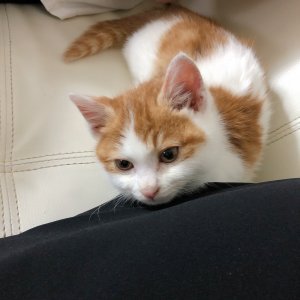 고양이 실종 코리아쇼트헤어 경기도 평택시