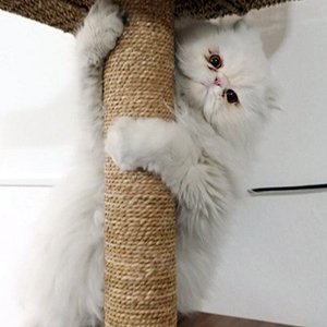 고양이 실종 페르시안 서울특별시 성동구